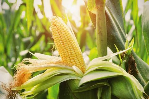 Перспективи врожаю кукурудзи в ПАР погіршуються Рис.1