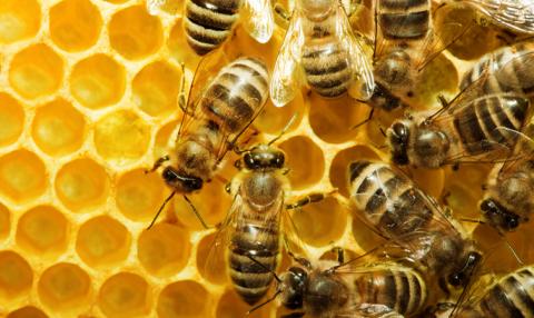 Студент Університету Тескоко збільшує виробництво меду за допомогою 3D-друкованих вуликів Рис.1
