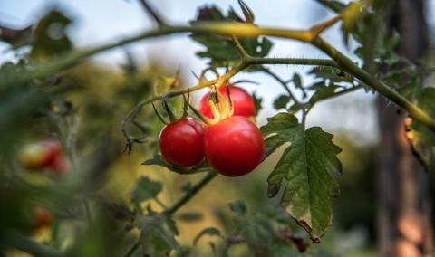Трояндова ефірна олія може застосовуватися як органічний пестицид Рис.1