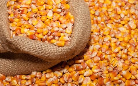 Українським аграріям нададуть насіння кукурудзи на весняну посівну Рис.1