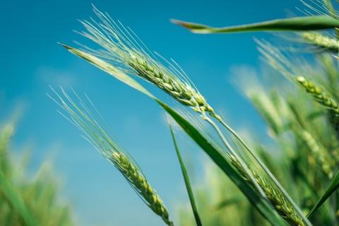 Звіт USDA про стан посівів пшениці у США призвів до зниження біржових котирувань Рис.1