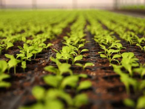 AgTech - перша в світі автоматизована система росту рослин, яка розмовляє Рис.1