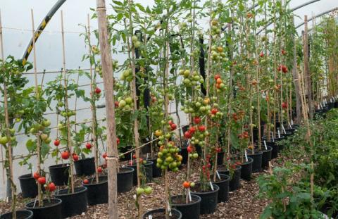 Активний експортний попит провокує стрімке зростання цін на тепличний томат в Україні Рис.1