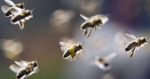  Бджоли вимагають порозуміння Рис.1