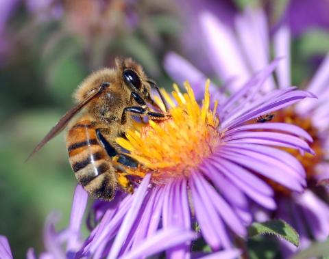 Бджолярі можуть отримувати компенсацію відсотків по кредитах - Мінагрополітики Рис.1