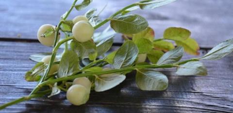 Біла чорниця - містична ягода-альбінос Рис.1