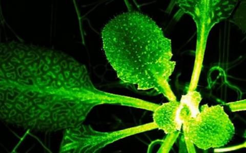Біологи виявили у рослин аналог нервової системи Рис.1