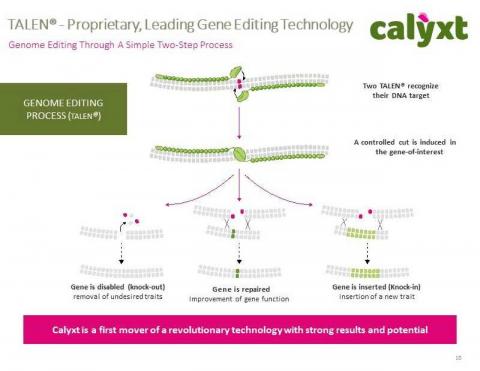 Calyxt збирає перший урожай пшениці з високим вмістом клітковини Рис.1