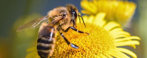 Пестициди пошкоджують пам'ять у бджіл Рис.1