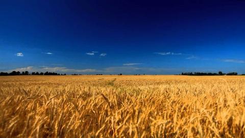 Через посуху аграрії недоотримають 8-10% врожаю озимої пшениці Рис.1