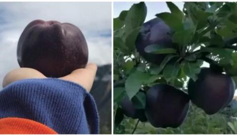 «Чорний діамант»: яблука незвичайного кольору вирощуються в Китаї Рис.1