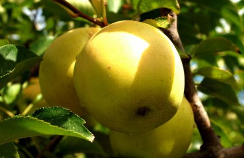 Ціни на українське яблуко сорту «Голден Делішез» побили антирекорд Рис.1