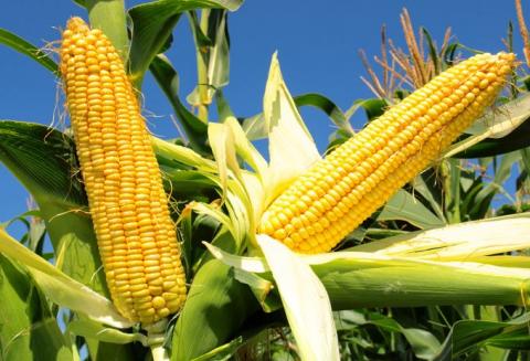 Цього року очікується інтенсивне поширення фузаріозу качанів кукурудзи Рис.1