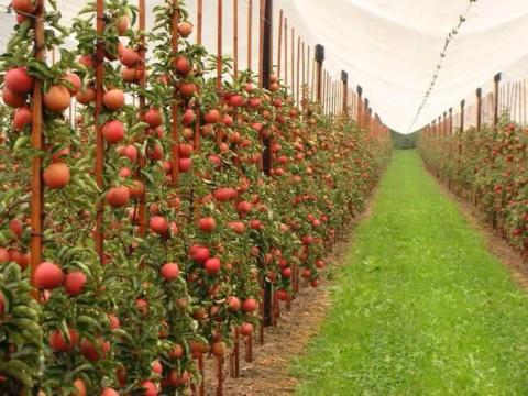 Доведено що комахи-запилювачі суттєво підвищують врожайність яблуневих садів Рис.1
