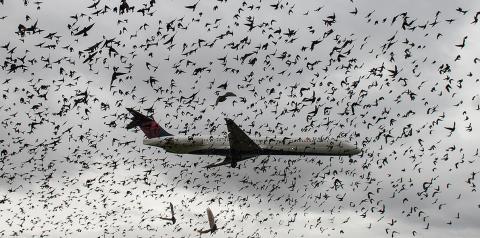 Дослідникам вдалося навчити дрони відганяти птахів, не лякаючи їх