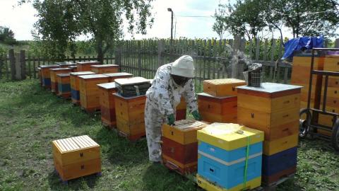 Експерти розповіли, як відбуватиметься страхування бджіл Рис.1