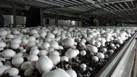 Експорт грибів виріс в 13 разів Рис.1