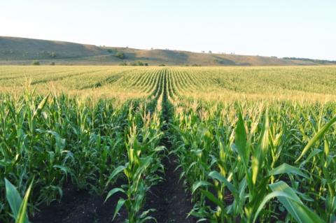 Експорт української кукурудзи скоротився на 17% Рис.1