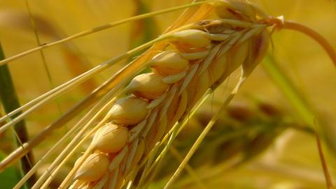 Експорт зернових перевищив 8,8 млн тонн Рис.1