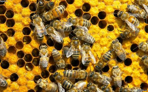 ФАО роздала 150 сімей бджіл і все для бджільництва в східній Україні Рис.1