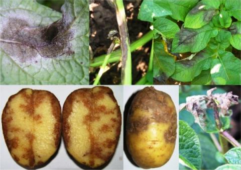 Фітофтороз занесений з Європи може погубити урожай картоплі в Індії Рис.1