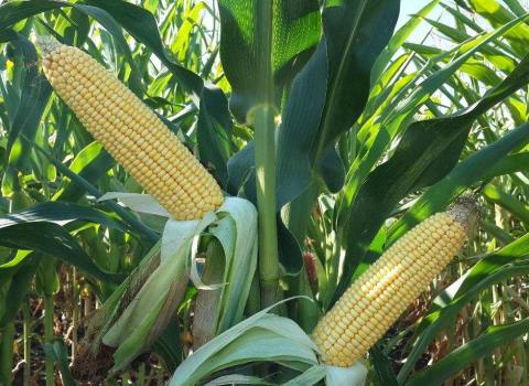 Фонд Б.Гейтса інвестує в нові гібриди кукурузи, стійкі до засухи та шкідників Рис.1