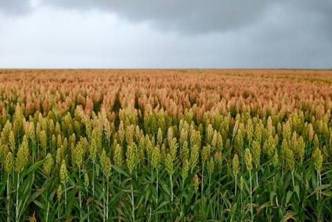 Французький фермер розповів про переваги вирощювання сорго Рис.1