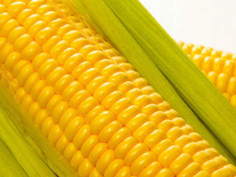 Генетики розібралися в заплутаній історії одомашнення кукурудзи Рис.1