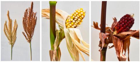 Генетики розкрили 70-річну загадку почервоніння кукурудзи Рис.1