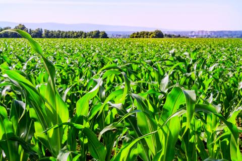 ГМО-бактерії замінять хімічні добрива та скоротять викиди парникових газів Рис.1