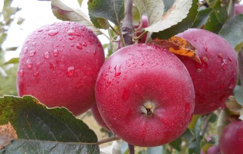 Індійські імпортери шукають постачальників яблук в Україні Рис.1