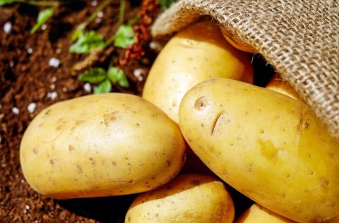 Лідер з виробництва картоплі в ЄС збере найменший урожай за 28 років Рис.1
