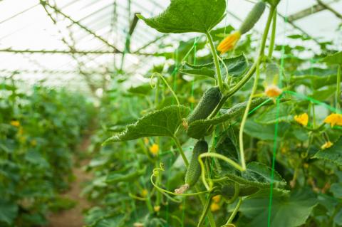 Міжнародні дослідники продемонстрували успішність вирощування овочів за допомогою штучного інтелекту Рис.1