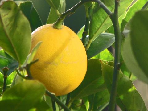 На Черкащині вирощують китайські лимони Рис.1