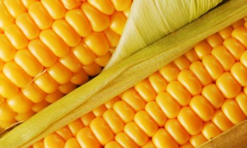 На гектарі солодкої кукурудзи можна заробити 100 тис. грн прибутку Рис.1