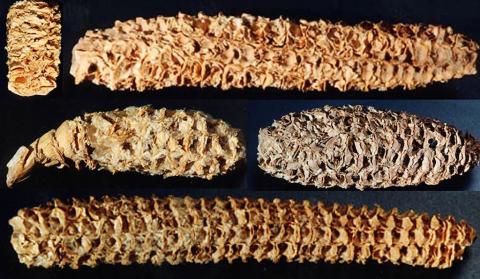 Найдавніший вірус кукурудзи може бути корисний сучасній культурі Рис.1