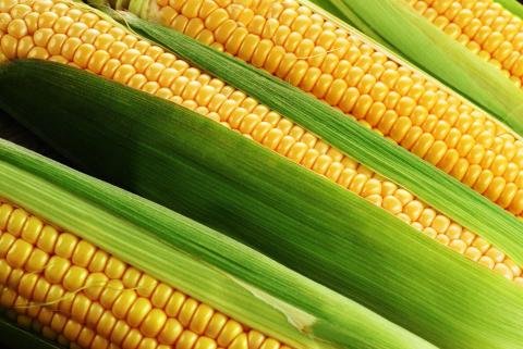 Найкращі зони для вирощування цукрової кукурудзи Рис.1