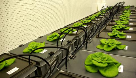 Норвежскі вчені розробляють технології для вирощування рослин в космосі Рис.1