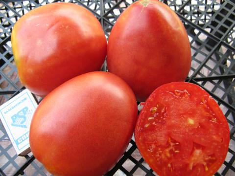 Новий сорт томатів смачніший при стресовому вирощуванні Рис.1