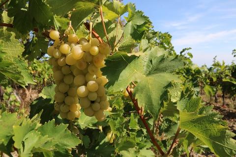 Одеська область першою в Україні склала повний кадастр виноградників Рис.1