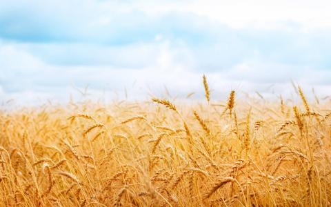 Опублікований проект нового стандарту на пшеницю Рис.1