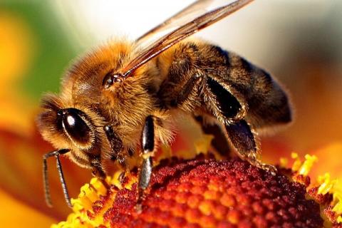 Опилосос: запиленням бджоли приносять аграріям в 30 разів більше грошей, ніж медом Рис.1