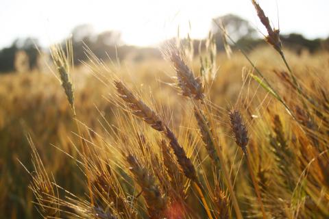 Підвищений вміст вуглекислого газу в повітрі пішов на користь озимій пшениці Рис.1