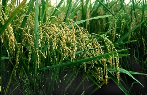 Популярні сорти рису для вирощування в Україні Рис.1