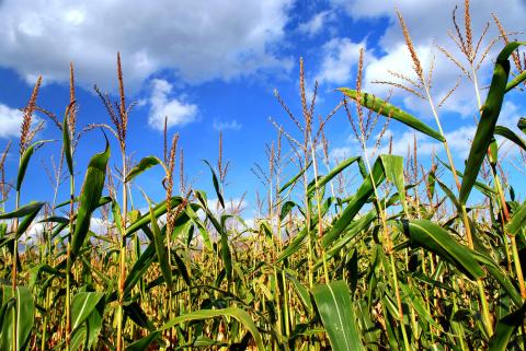Посівна-2018: Кукурудзою засіяно більше половини запланованих площ Рис.1
