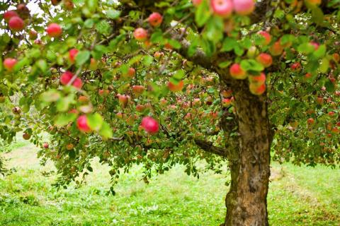 Повний назад - садівники України масово позбуваються від продуктивних яблуневих садів Рис.1