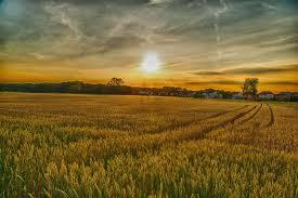 Президент Туркменії запропонував вилучати сільськогосподарські землі у нерентабельних господарств Рис.1