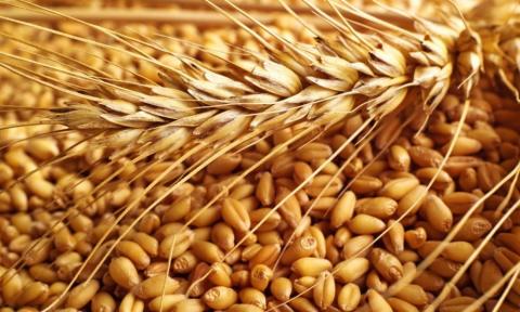 Прогноз врожаю зернових підвищено до 64 млн тонн, - М.Мартинюк Рис.1