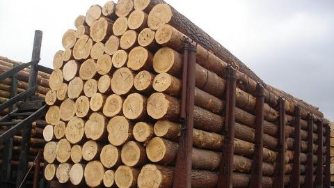 Рада ухвалила закон про збереження лісів без норми про заборону експорту дров Рис.1