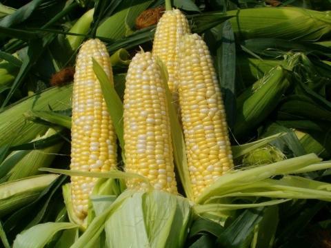 Рекордний урожай тисне на ціну української кукурудзи Рис.1